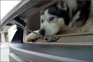 WalkyLock is the ideal solution when you need to leave your dog inside the car for a short period of time WalkyLock is the ideal solution when you need to leave your dog inside the car for a short period of time